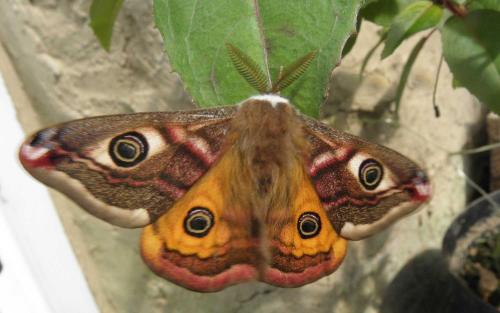 Saturnia pavonia